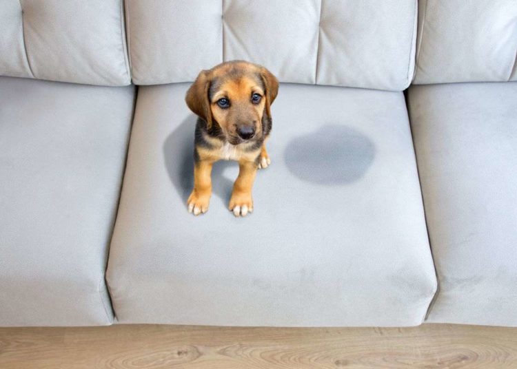 Get Pee Smell Out Of Couch