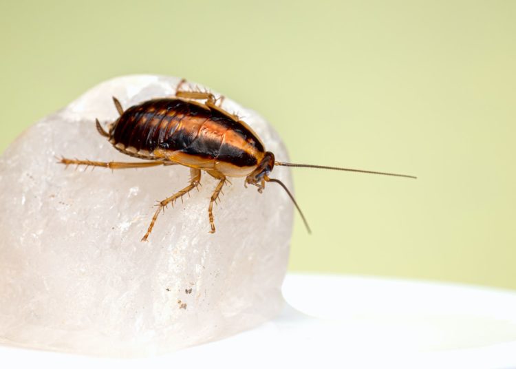 Get Rid Of Roaches
