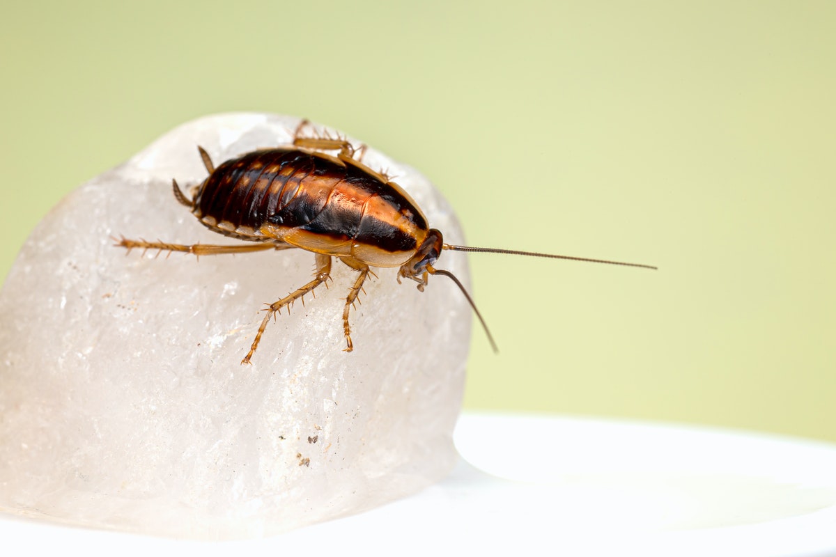 Get Rid Of Roaches