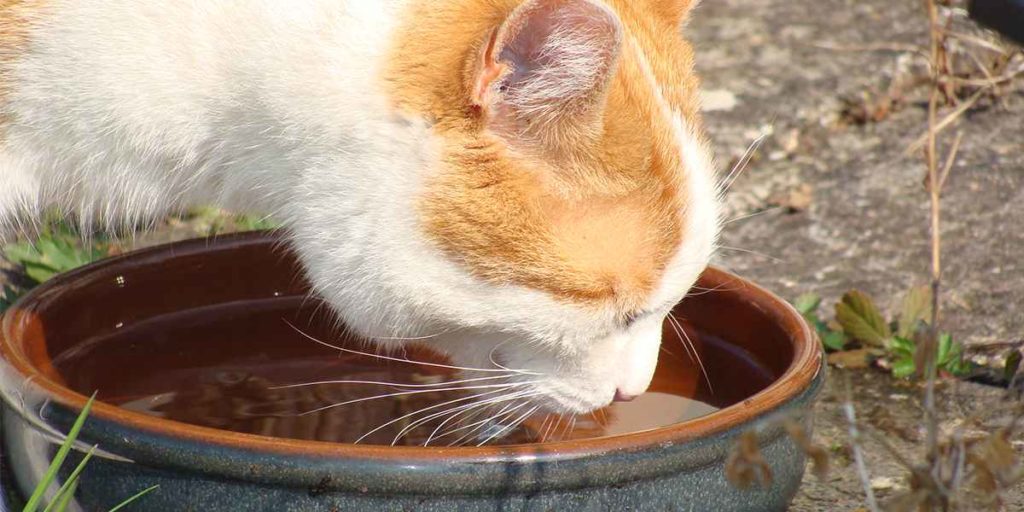 Maintain your cat hydrated:
