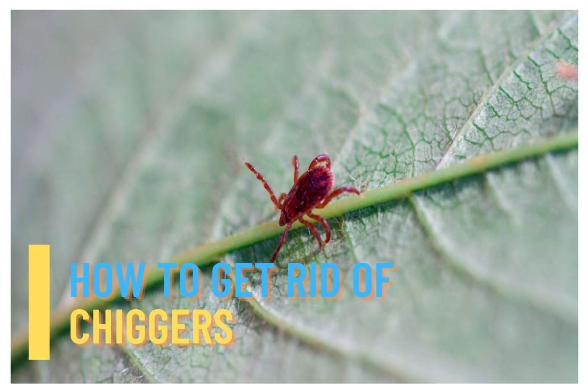 How to Get Rid Chiggers