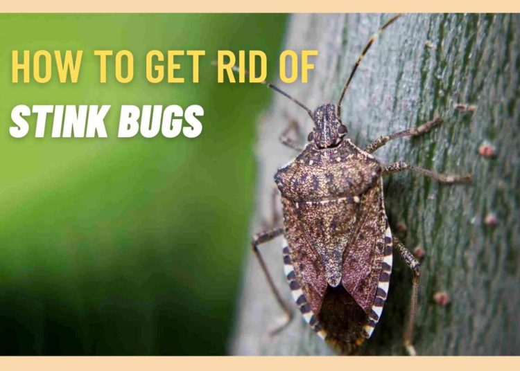 How to get rid of stink bugs: