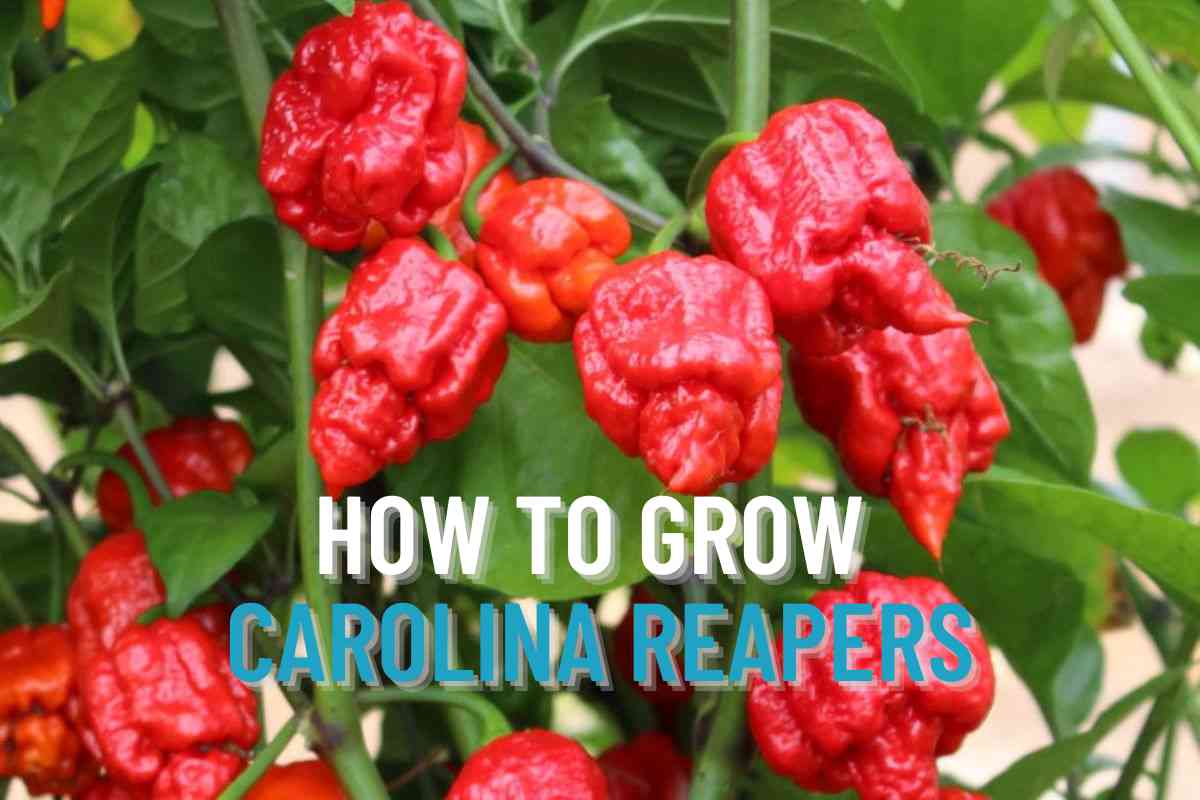 How to Grow Carolina Reapers