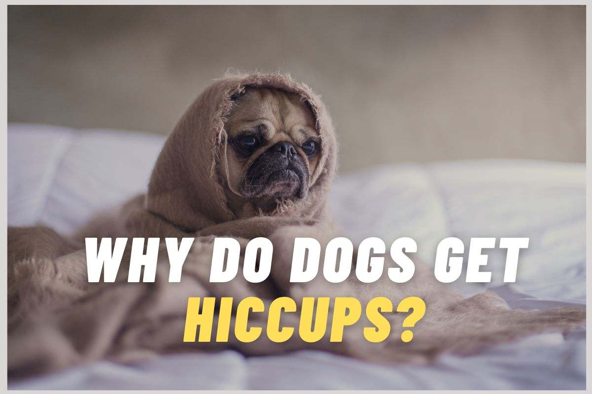 Why Do Dogs Get Hiccups