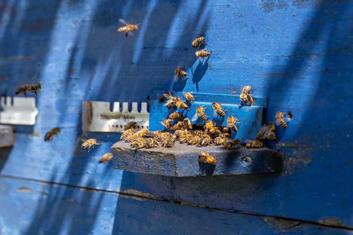 Ways To Get Rid Of Wasps